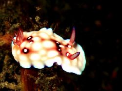 'Strange' from Lembeh. Taken with Olympus E-20 in Titan h... by Istvan Juhasz 